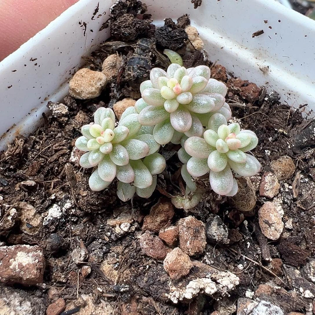 浆果锦 小方花圃非偏远一单包邮
