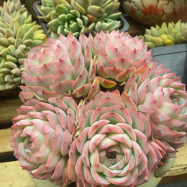 多肉植物肉肉植物