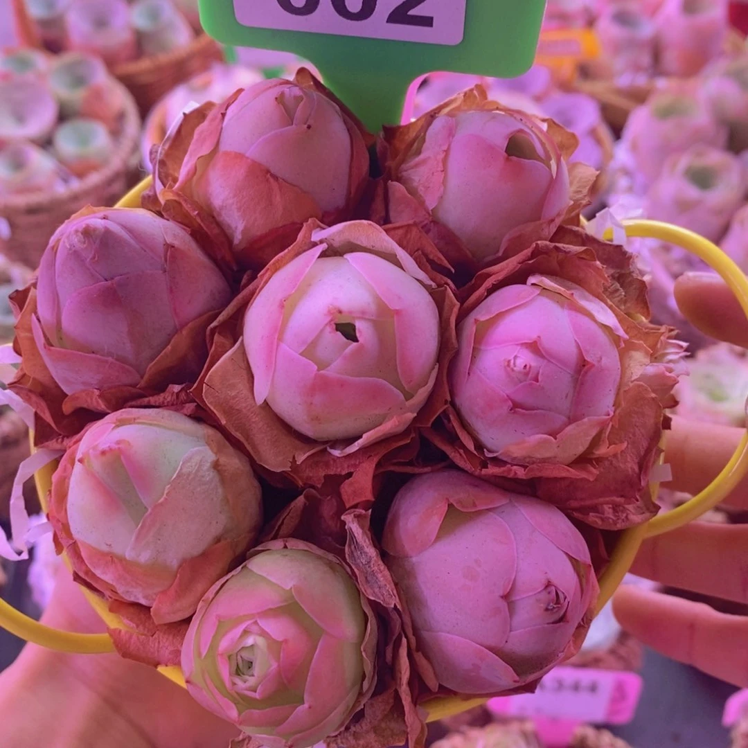 002山地玫瑰一物一拍花桶