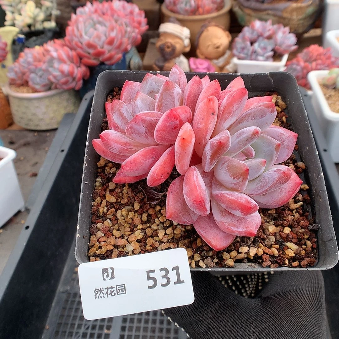 531玫瑰梦露多肉植物6666