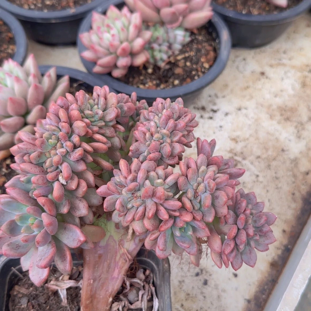 【闪购商品】香奈儿缀29.9