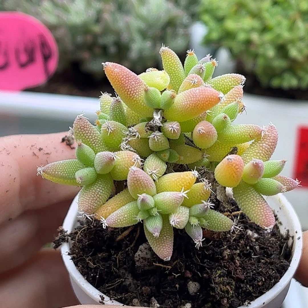 67实生玉米优选枝干