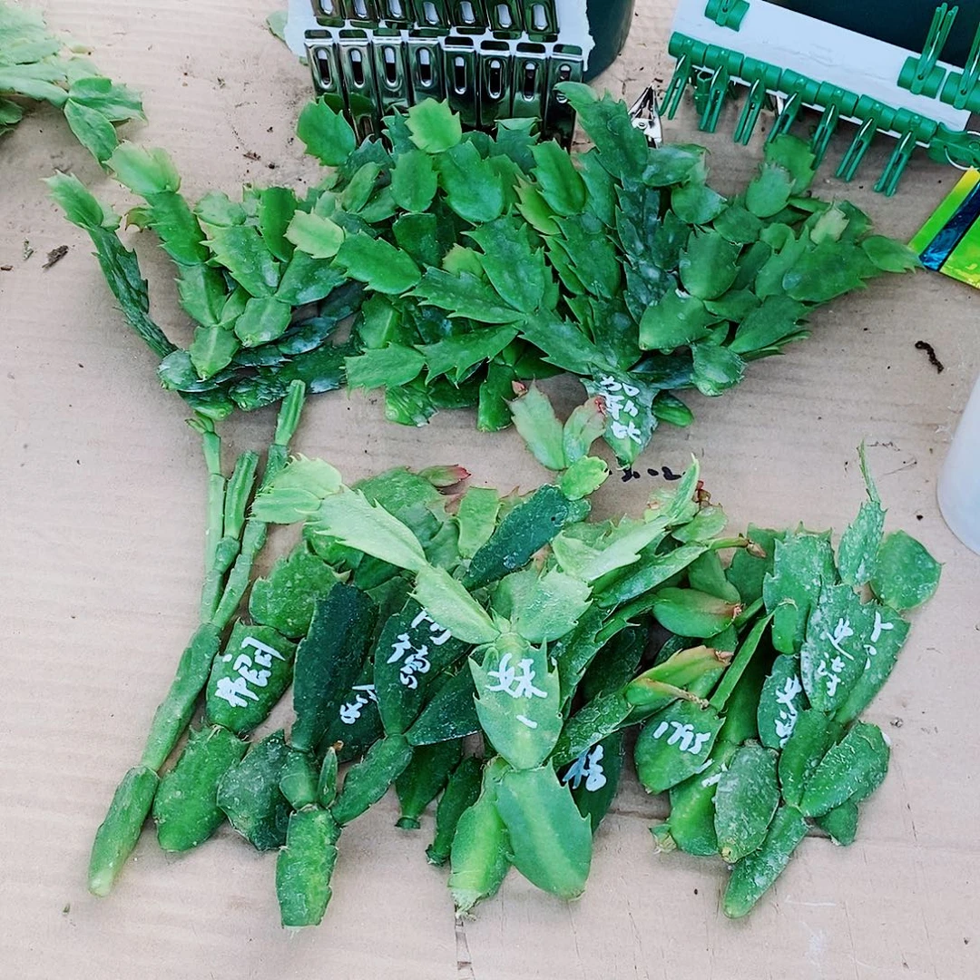 .***℡无花朵叶片福利一物一拍