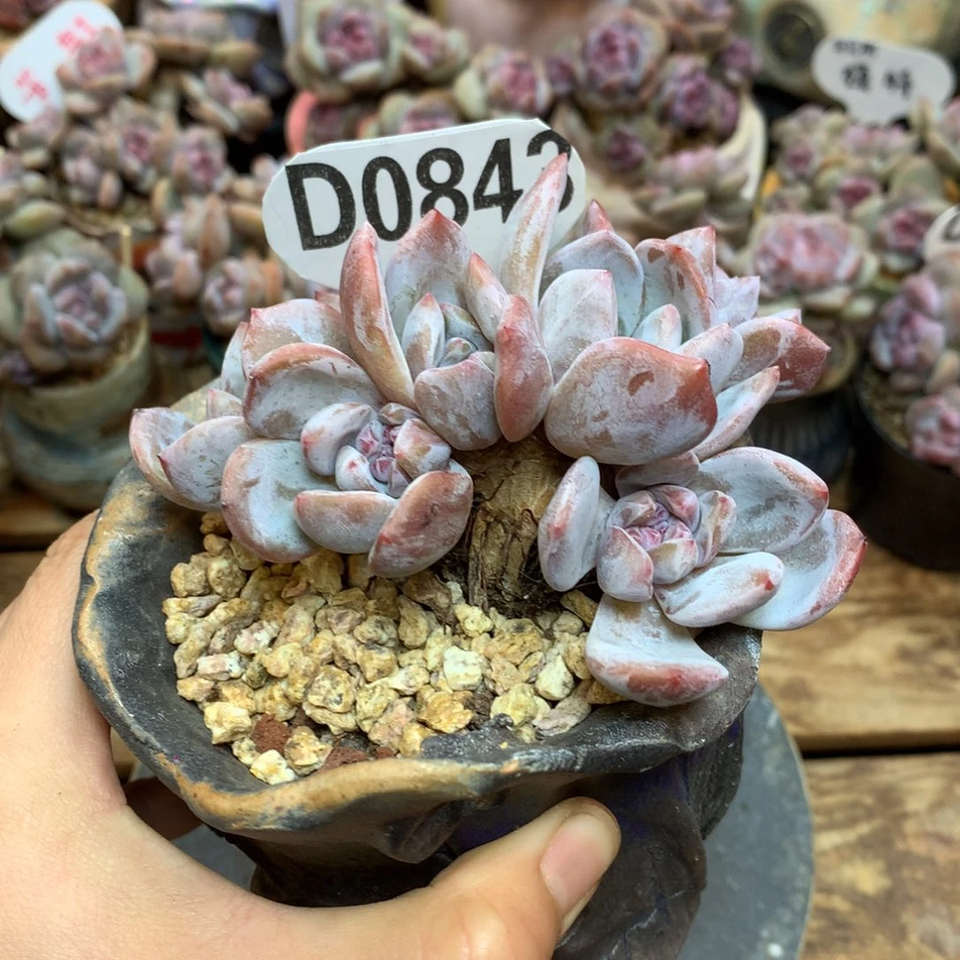 D0843 星影朵朵缀 自然群无砍