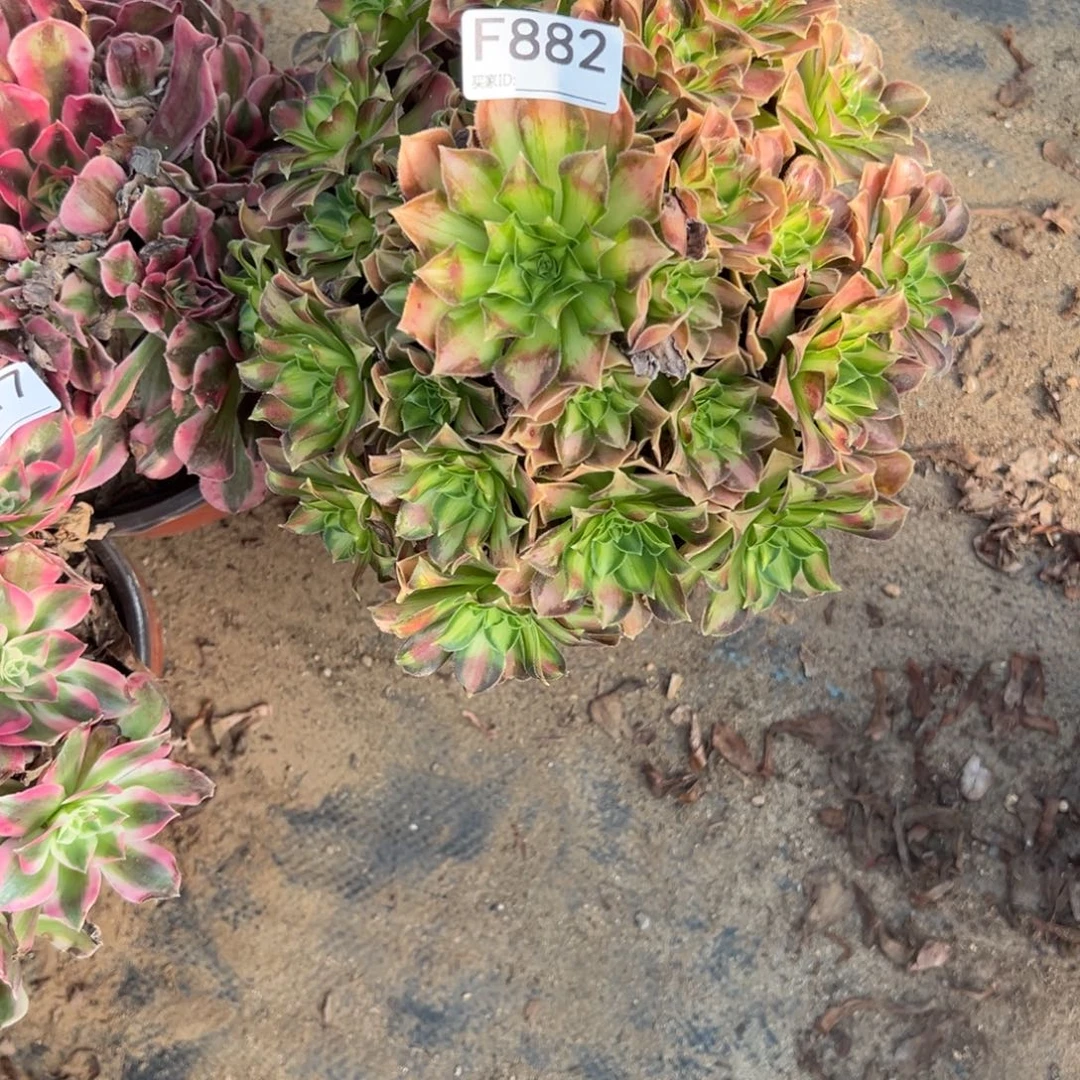 882韶华多肉植物法师多肉