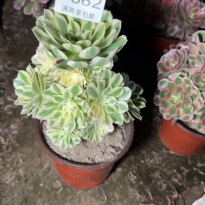 6862迈巴赫多肉植物