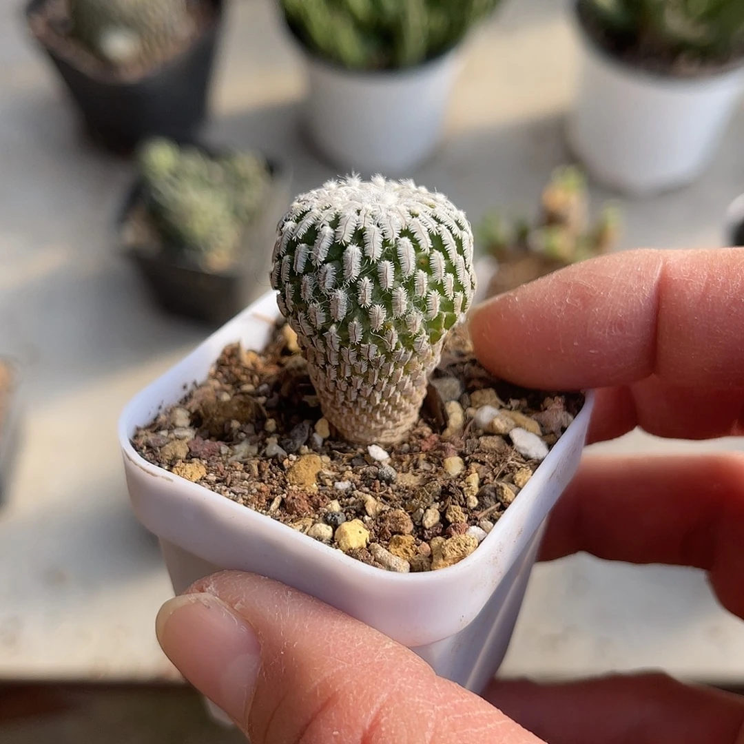 实生精巧殿仙人球一物一拍