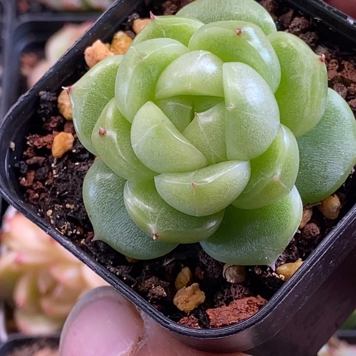 天官赐福百无禁忌