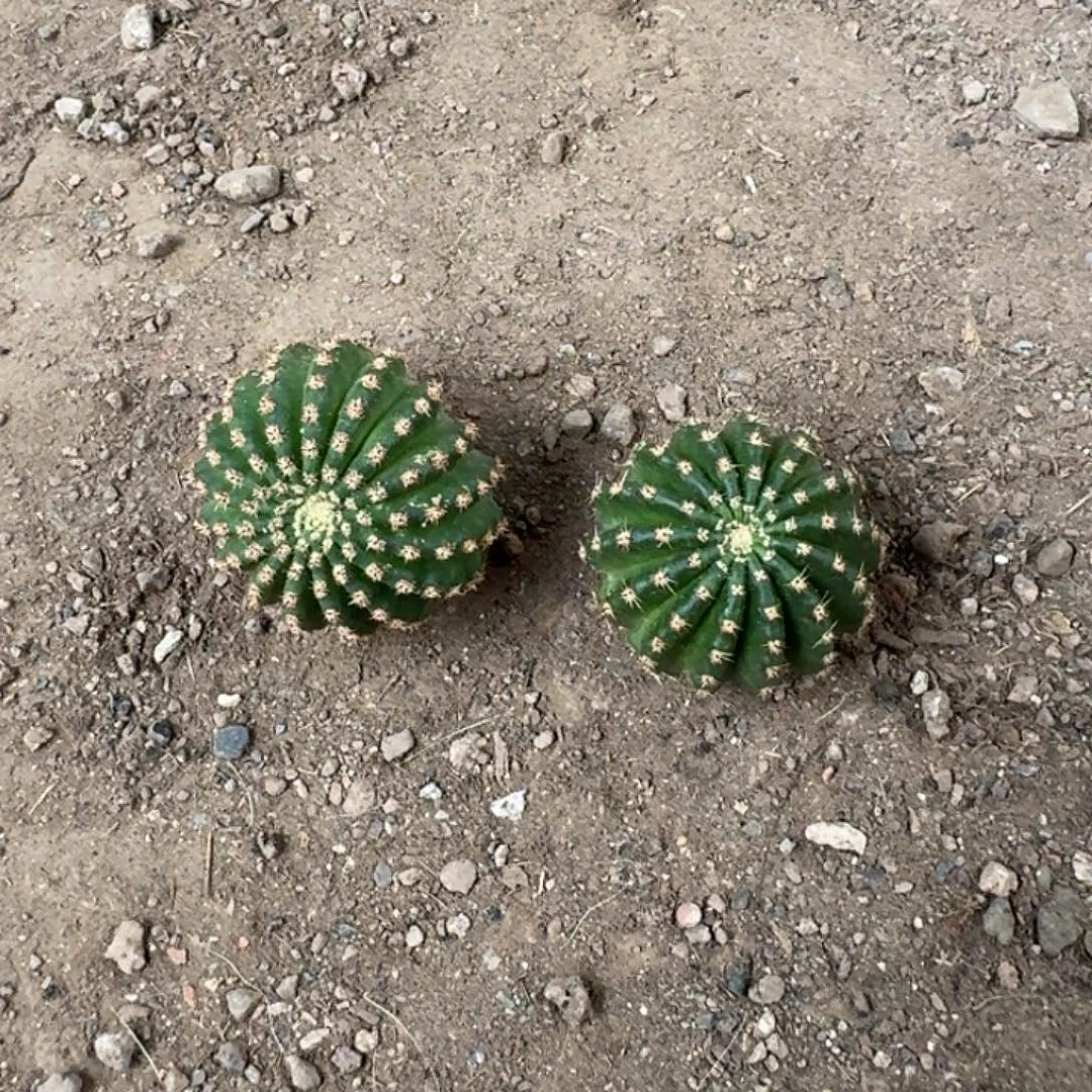 用***6静静，小油菜，两个小侧牙