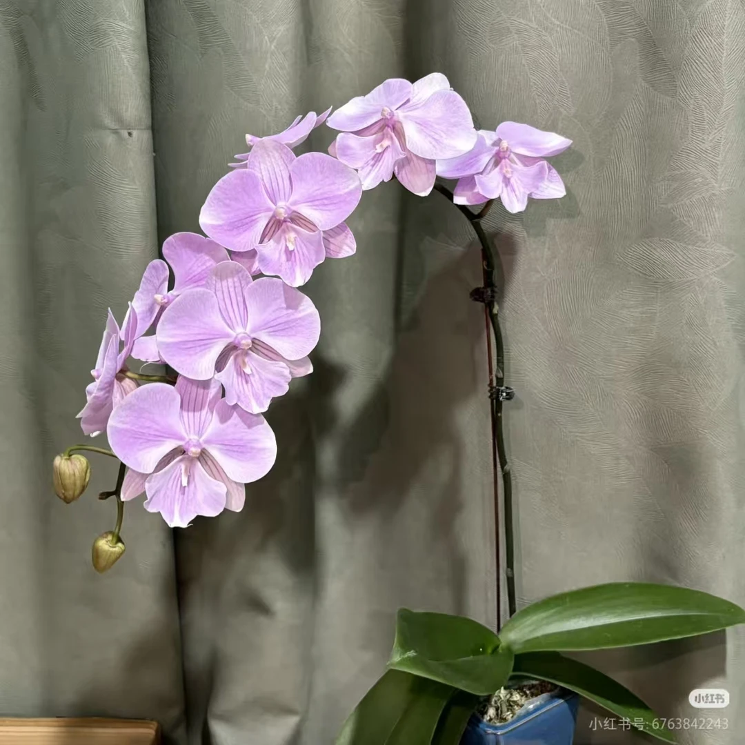 微瑕【天仙】3.5寸微瑕有花剑无花蝴蝶兰
