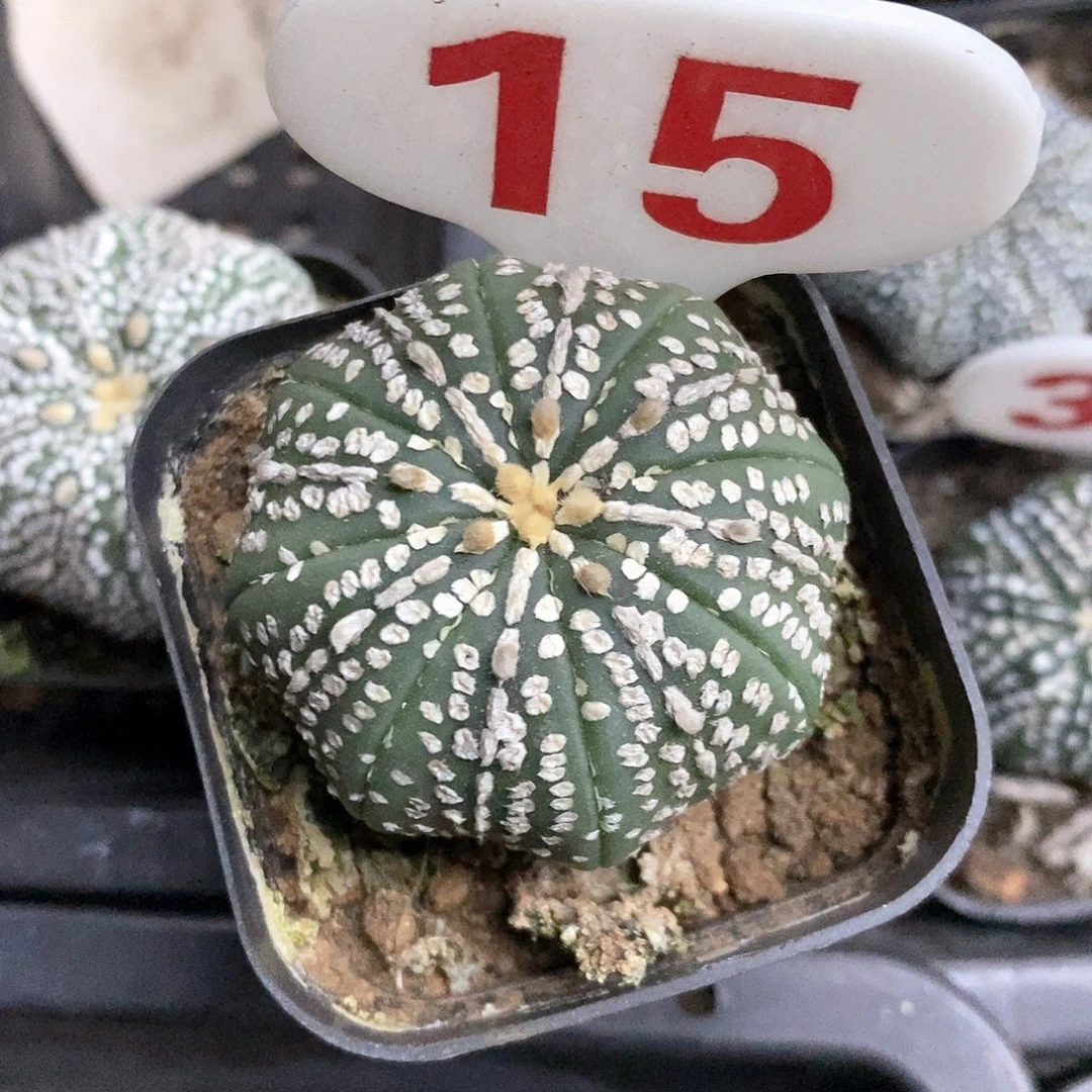 15奇迹福利姬特价咯