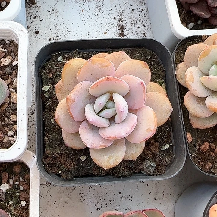 青蛙王子儿童牙膏111