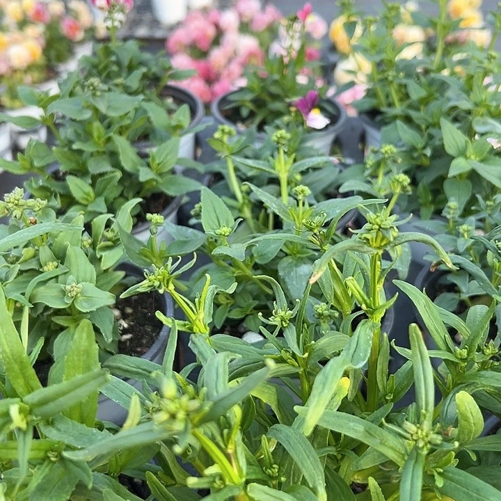 水晶抖音直播量怕龙面花混色