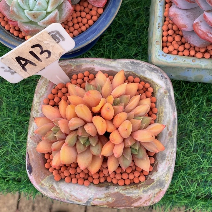 菲***姐多头红象牙多头植物