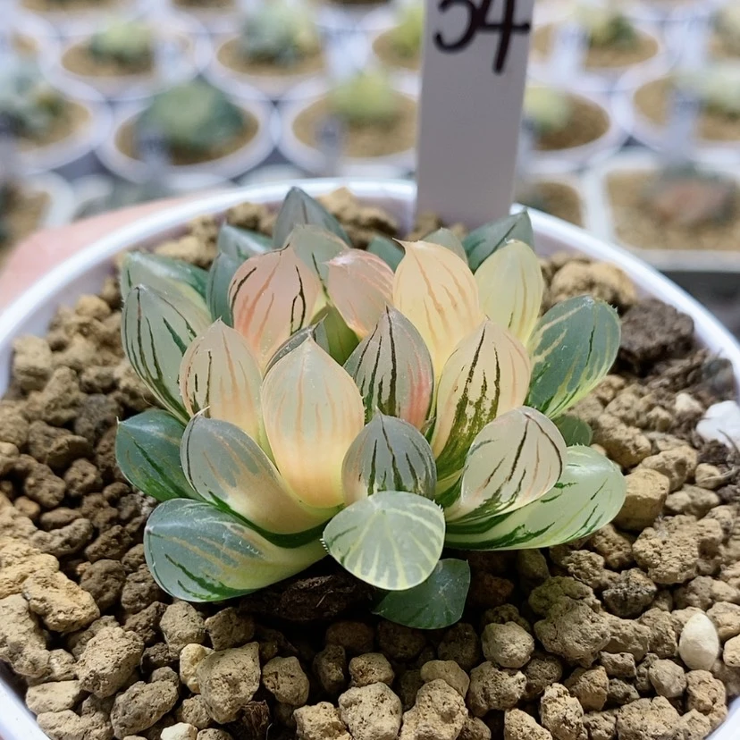 【闪购商品】54霓虹灯玉露锦