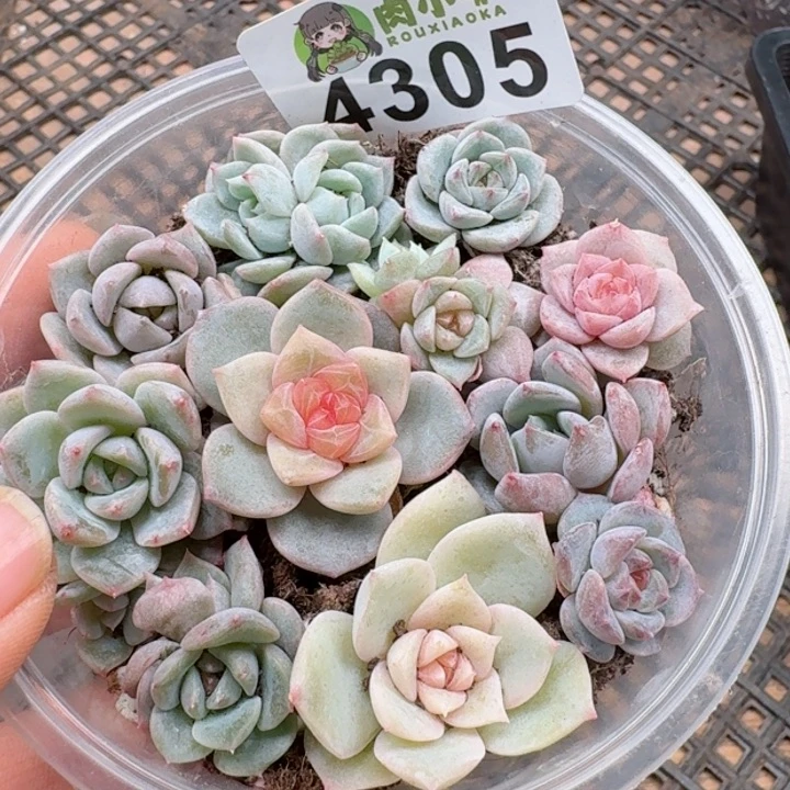 多肉植物多肉植物