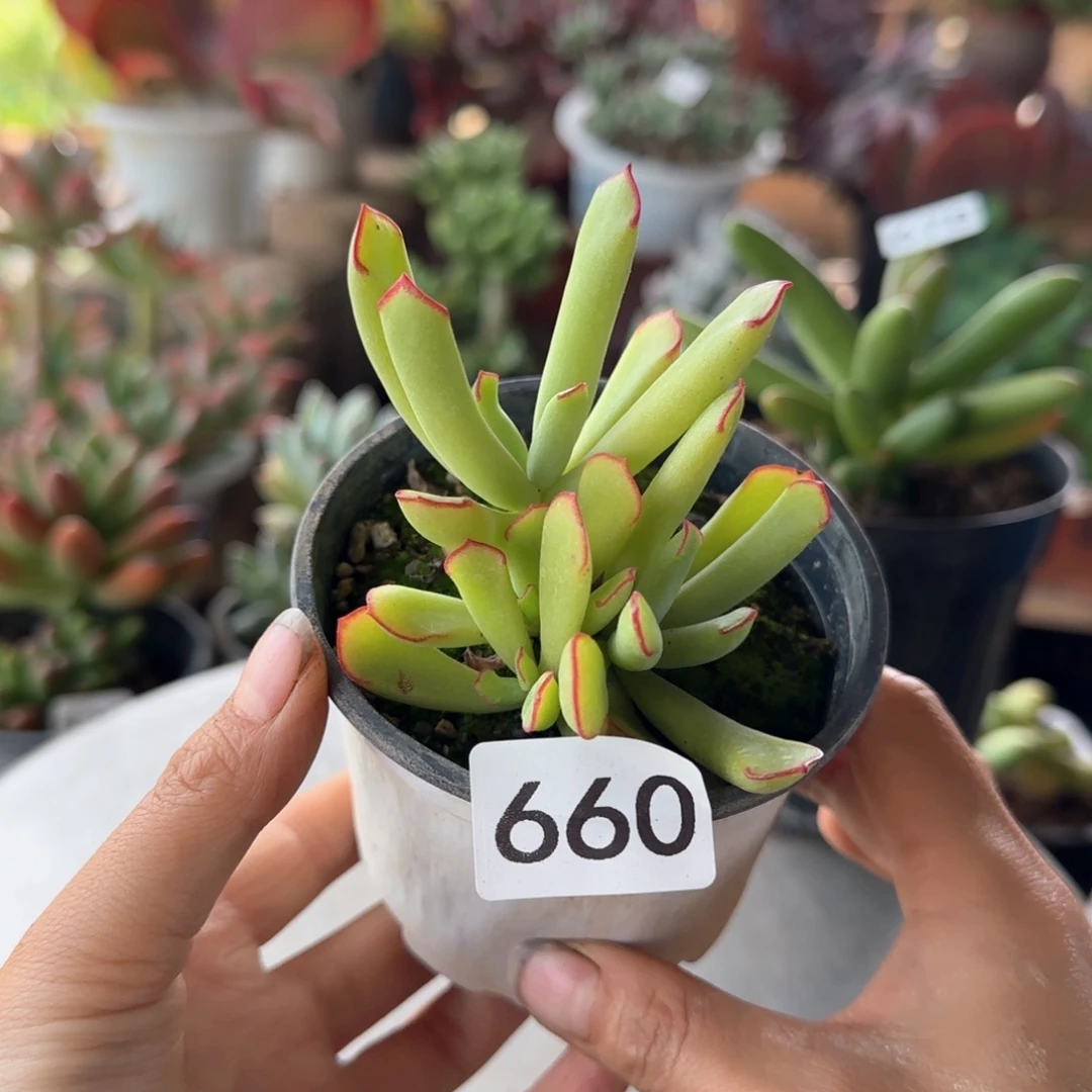 66号 一物一拍 一物一拍