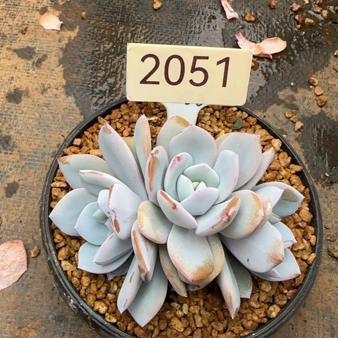 ****姐2051。   奶茶三头