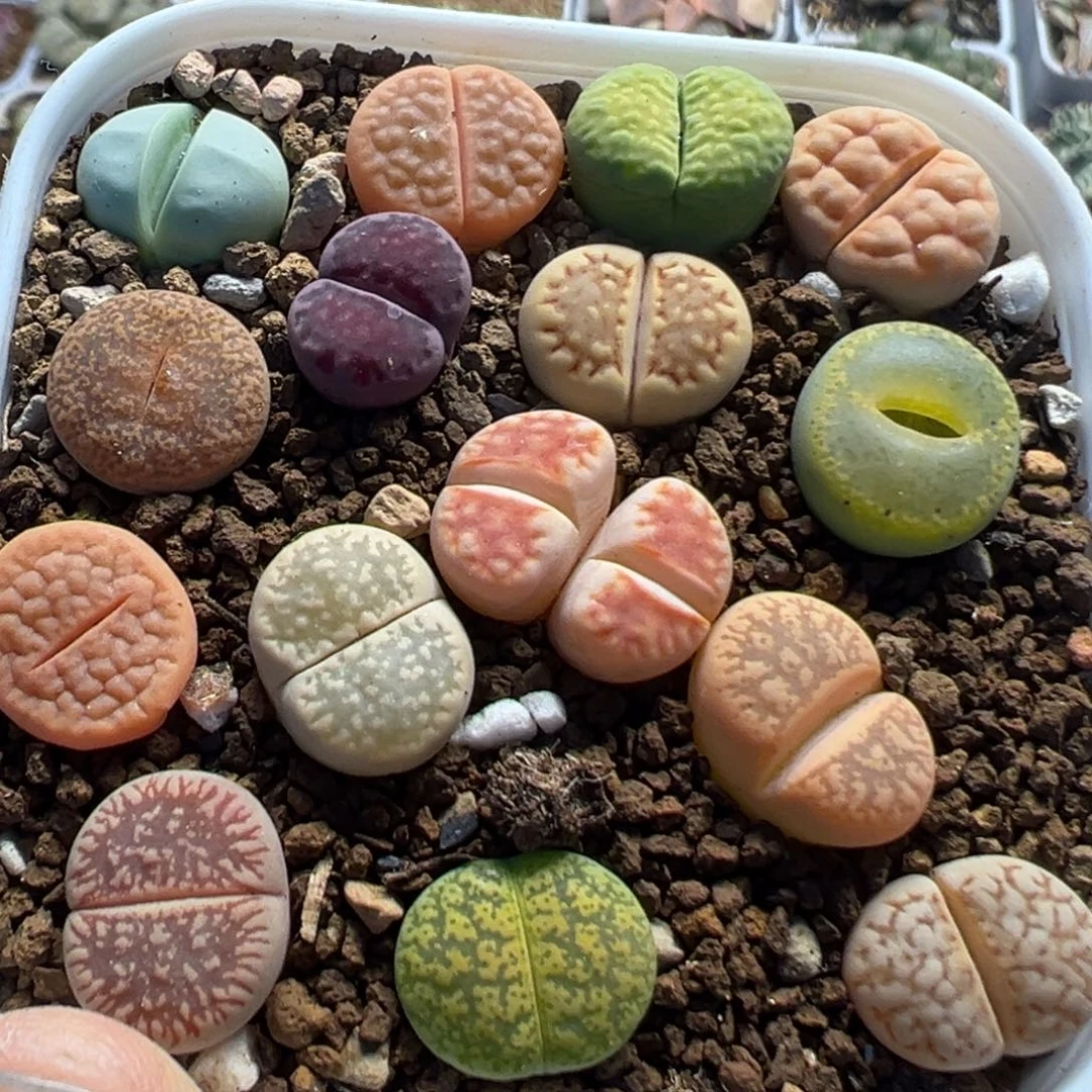 85多肉植物百科植物