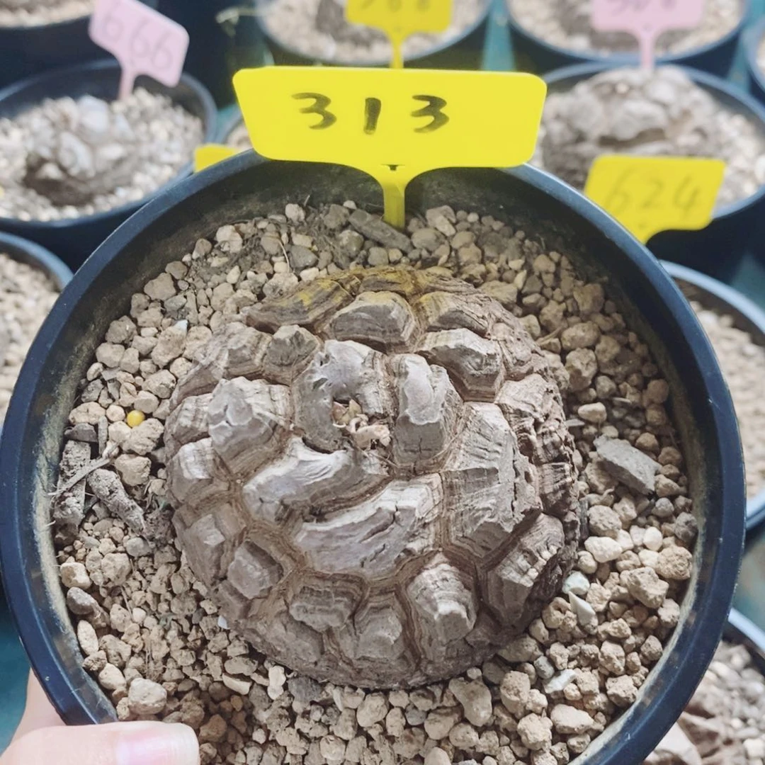 313龟甲龙7.5公分