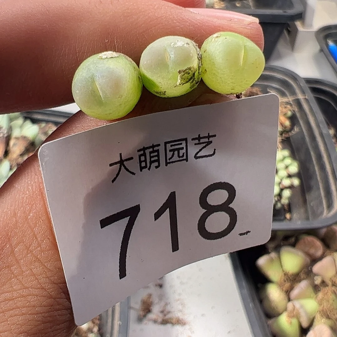 一物一拍默认微瑕。 718