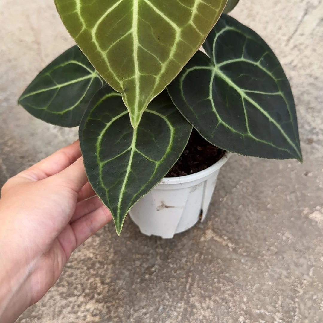 无花朵小***乐一物一拍V142