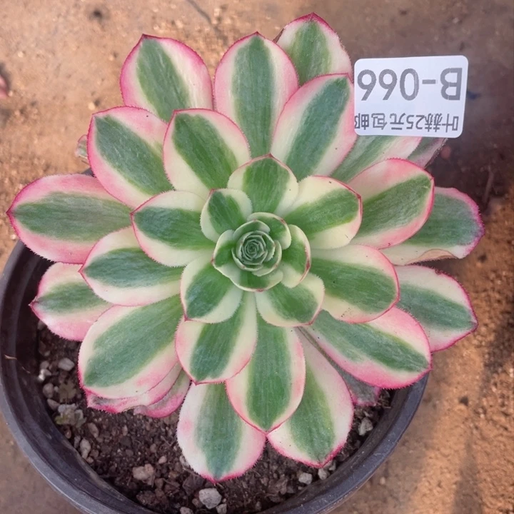 66倾城多肉12345678