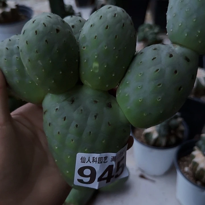 l***7无花朵945落地大绿皮陨石坑习