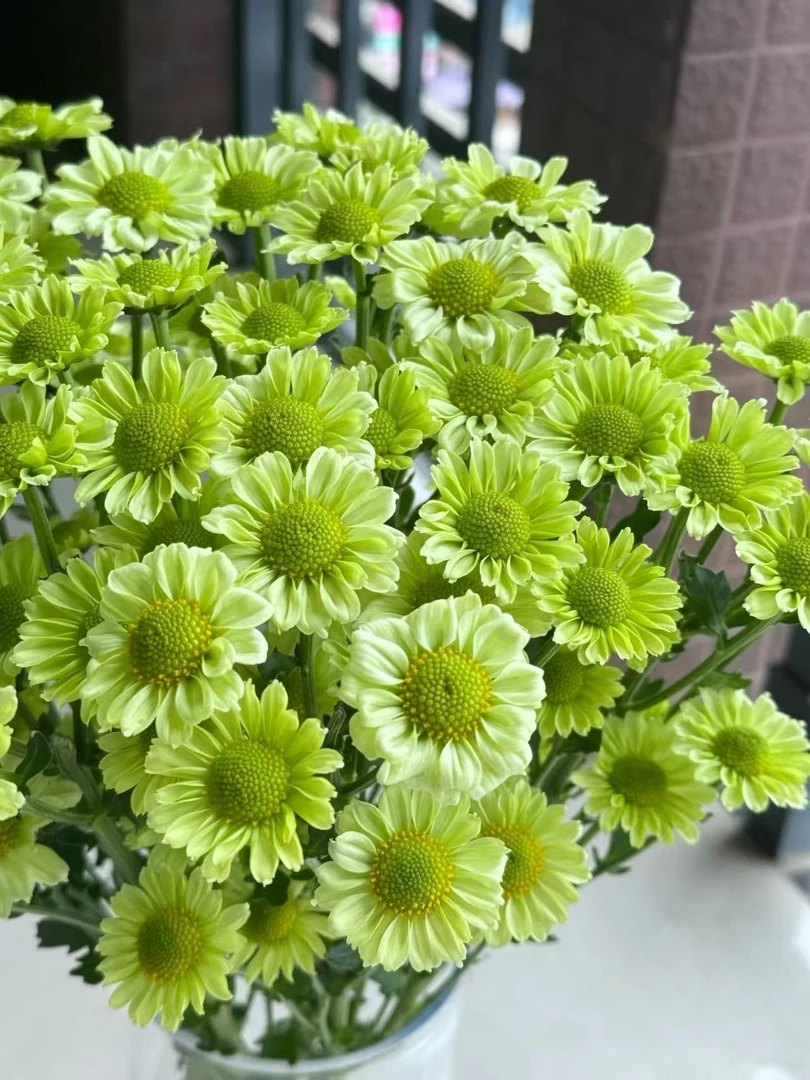 【抹茶绿 小雏菊】鲜花家居办公室室内插花鲜切花花期长顺丰包邮