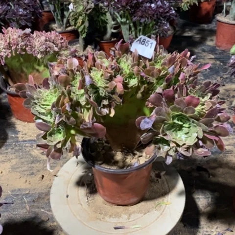 玫瑰缀化一物一拍