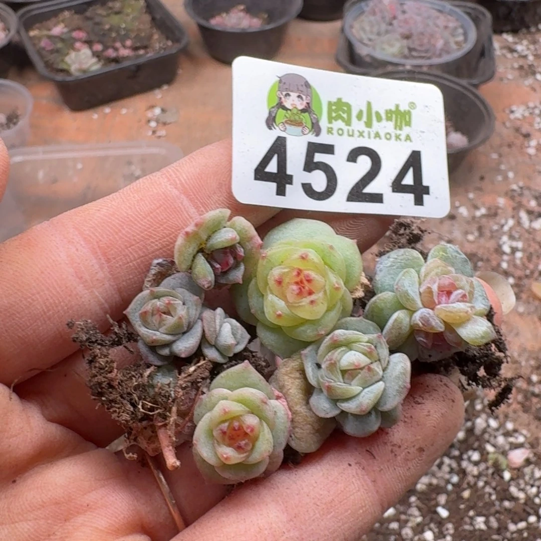 多肉植物多肉植物