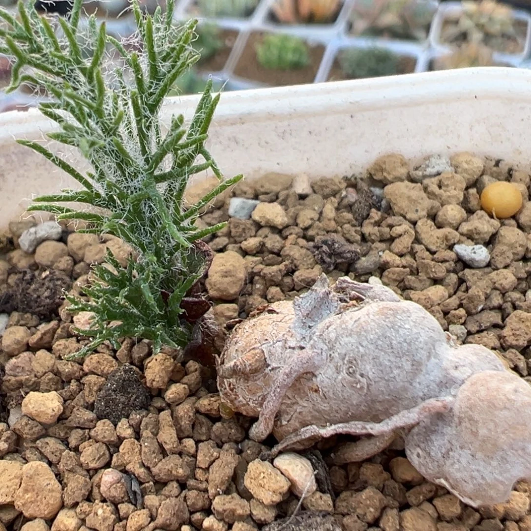 186多肉植物百科雾冰