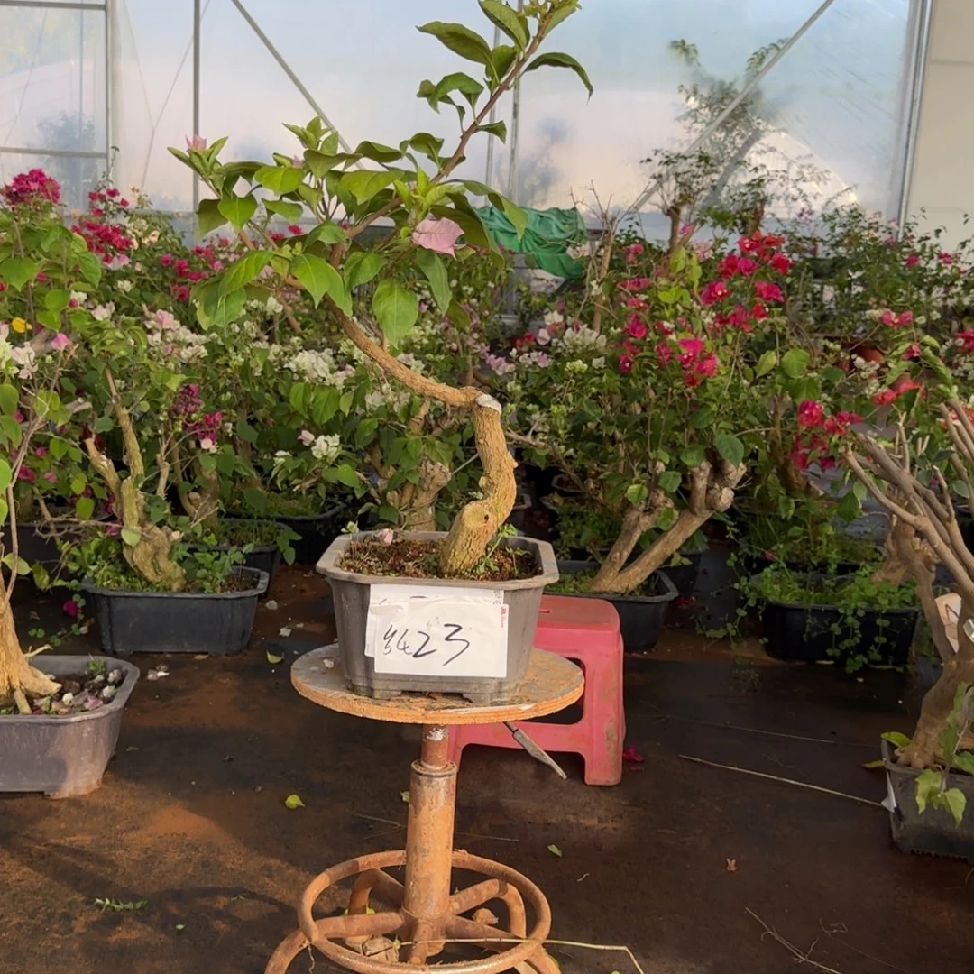 大部分花苞少量开放金夫人 23