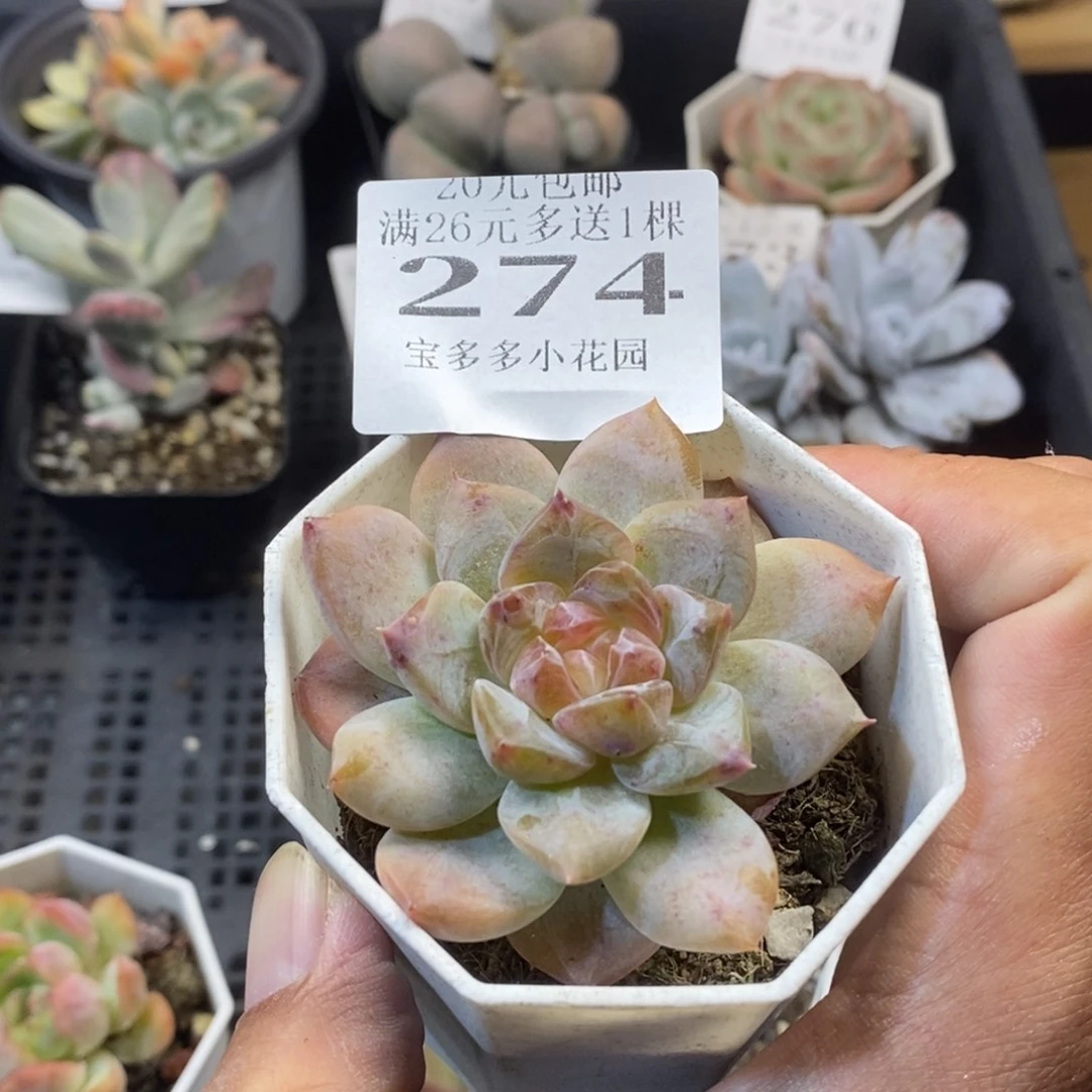 忘记名字了一物一拍满20元包邮满26送一颗
