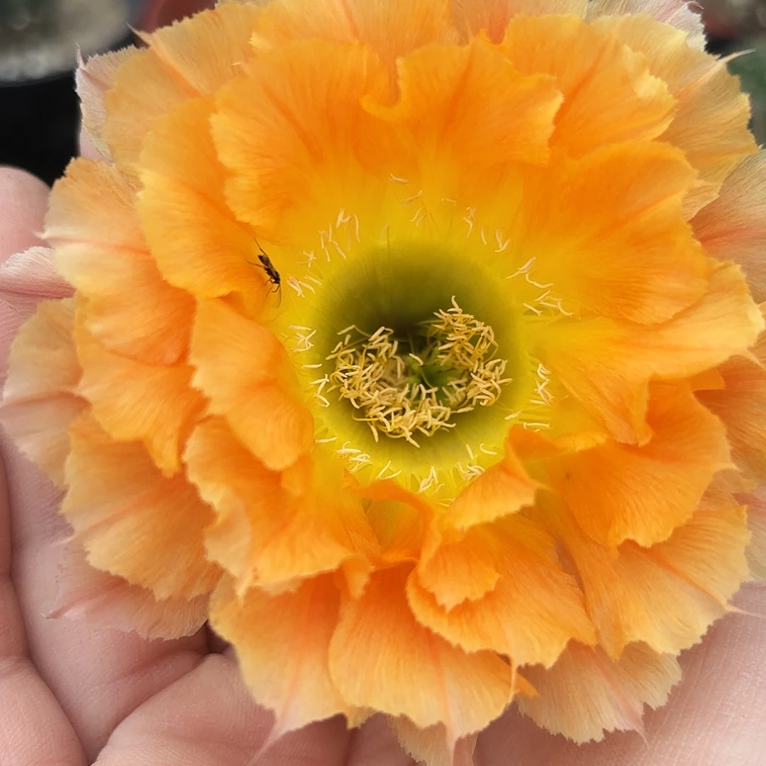 069根系不发达有根五公分