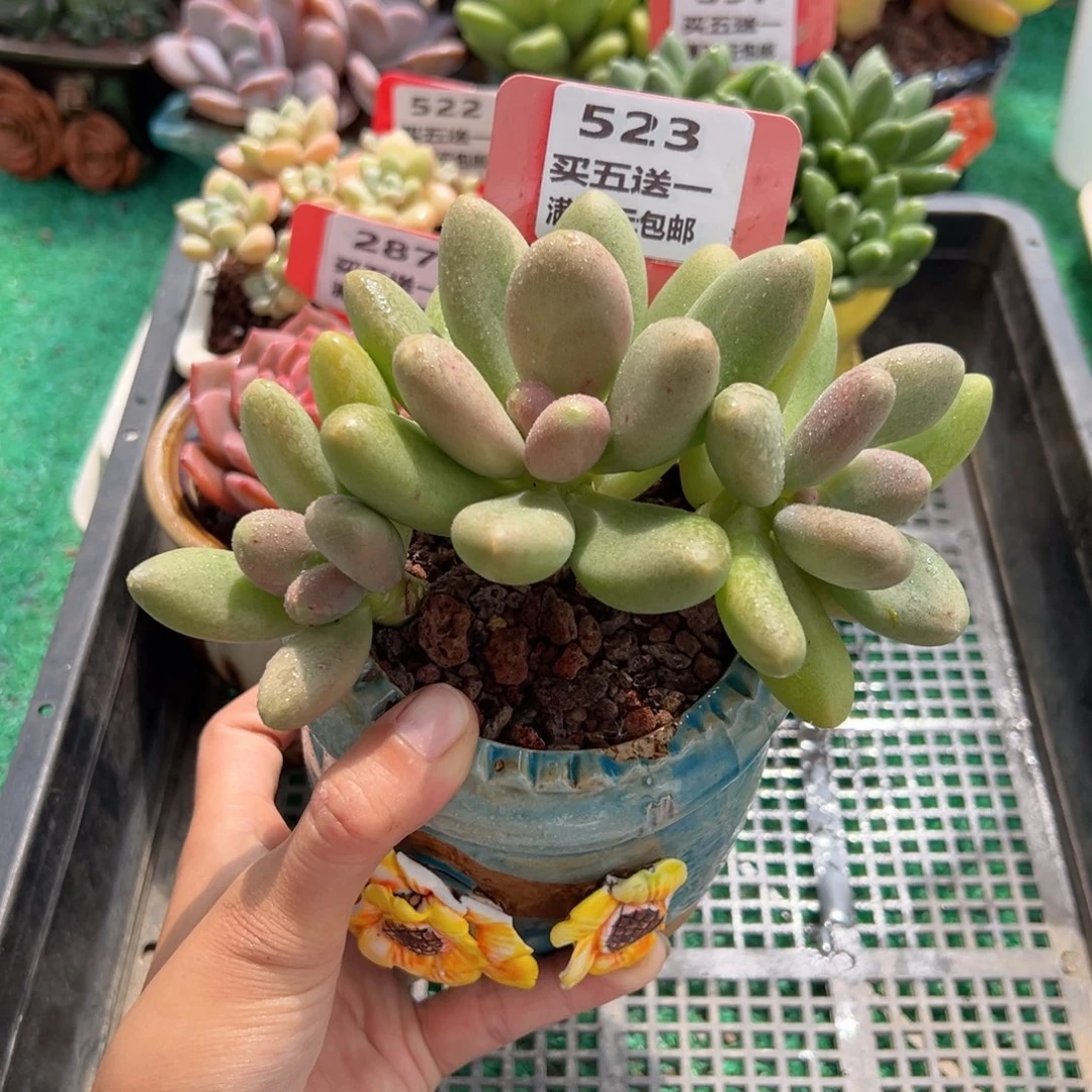 表妹精品多肉植物523: