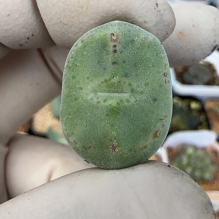 938绿豆糕绿豆糕10043