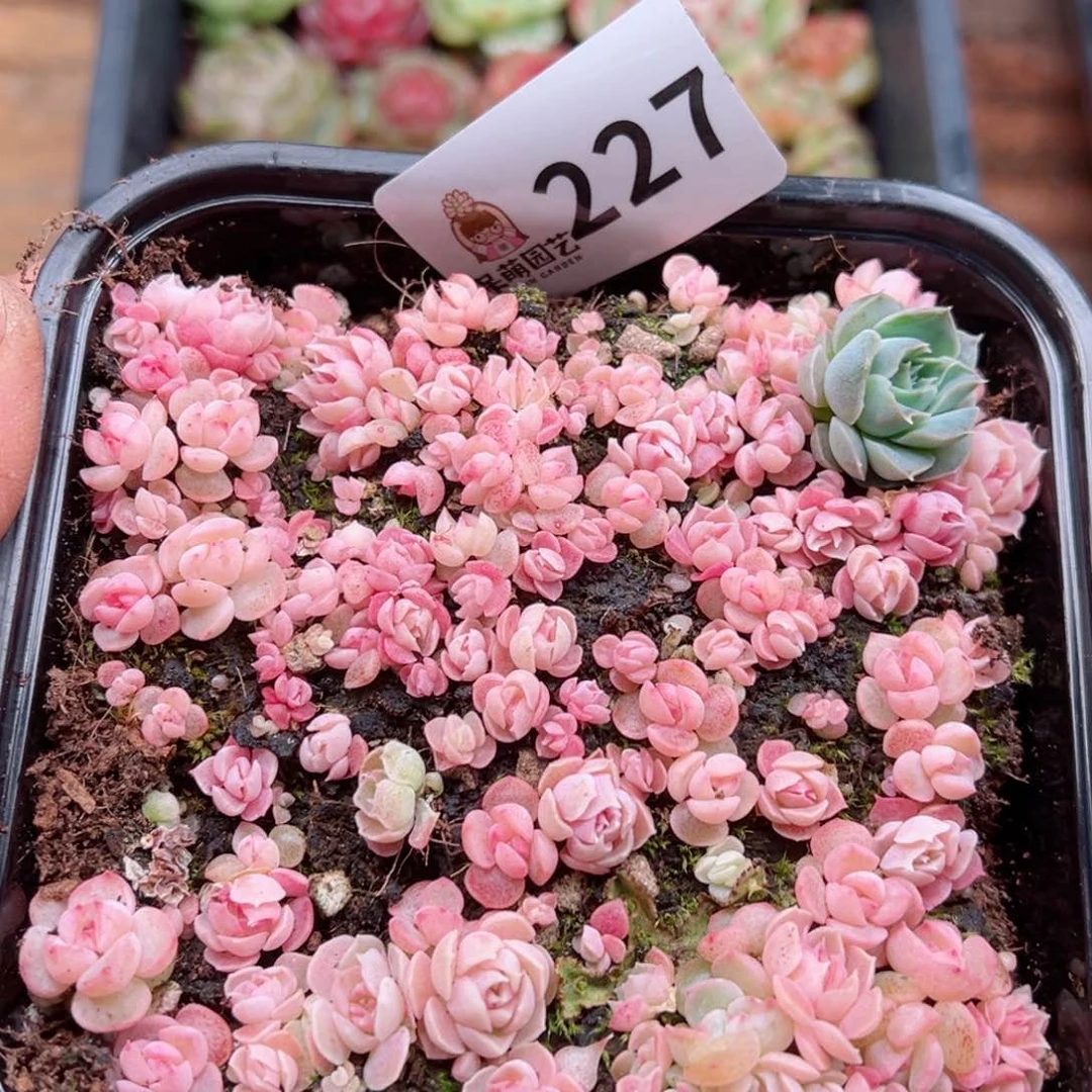 多肉植物多肉植物