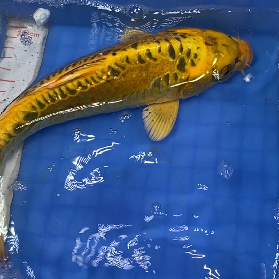 锦鲤冷水锦鲤包邮
