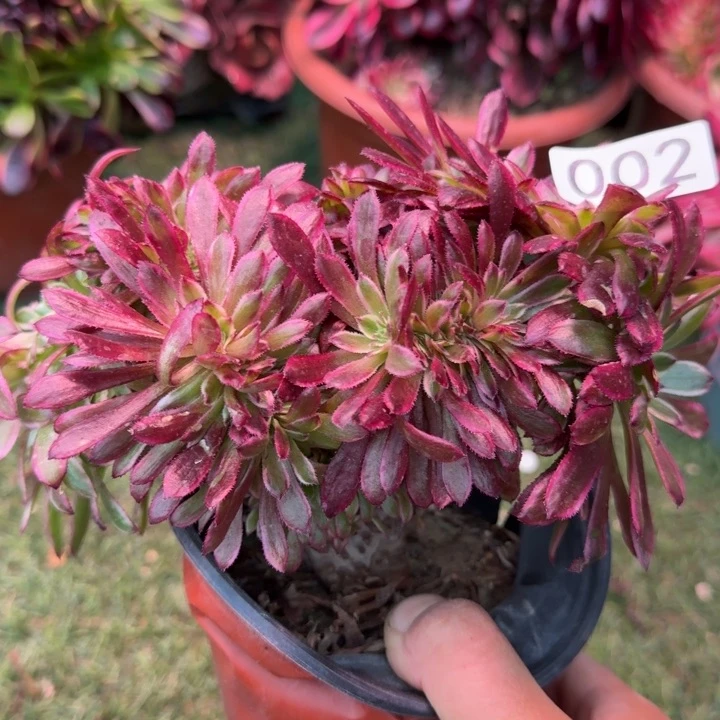 红腹轮法师锦缀化002