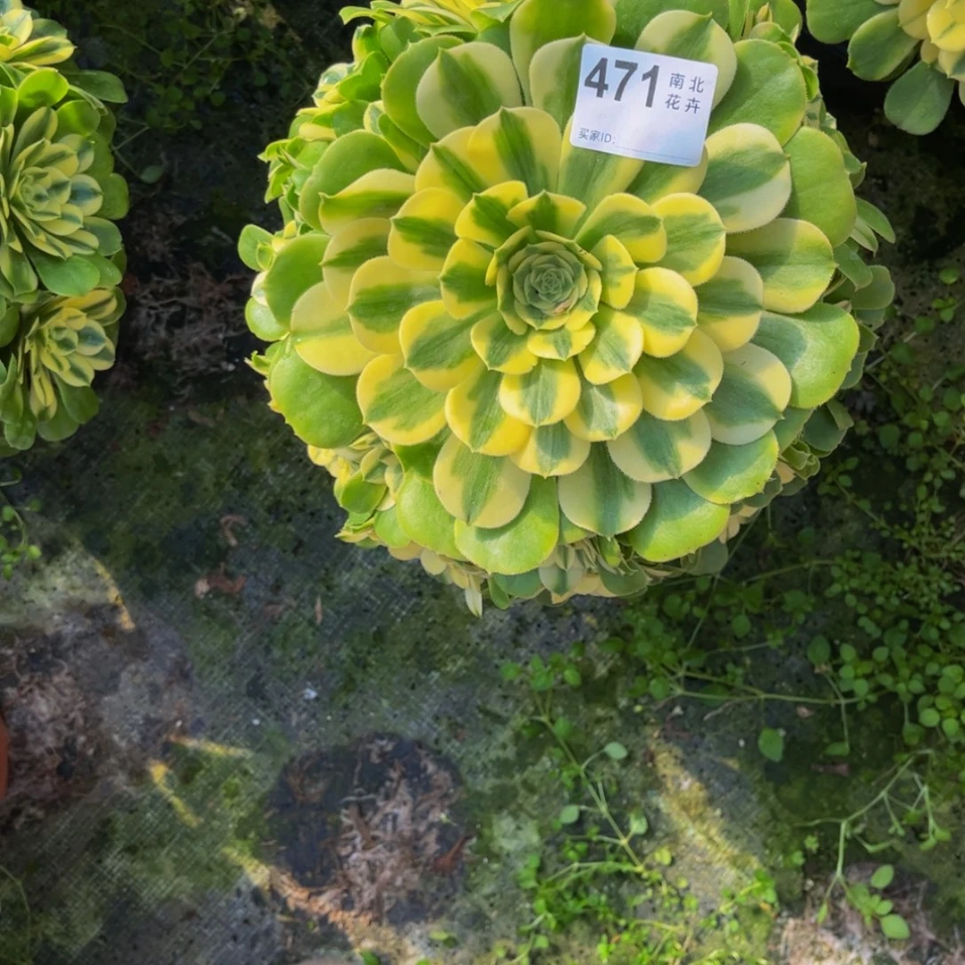 多肉辛尼亚000000471