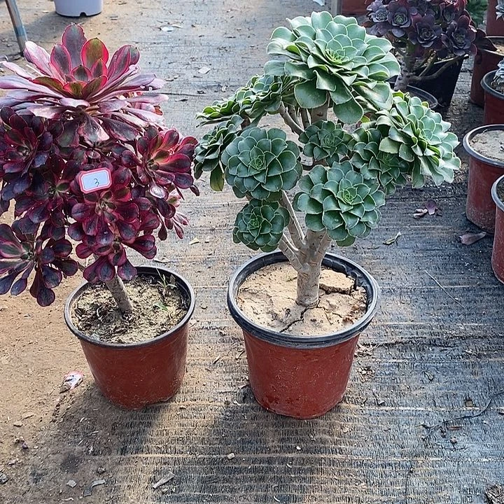 3，2颗多肉法师多肉法师