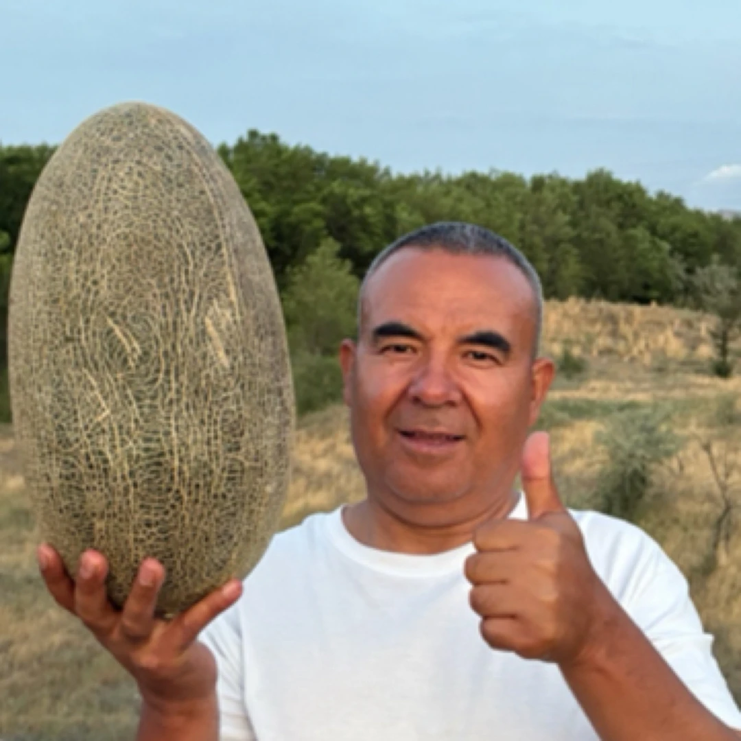 新疆正宗伽师瓜现摘原产地直发