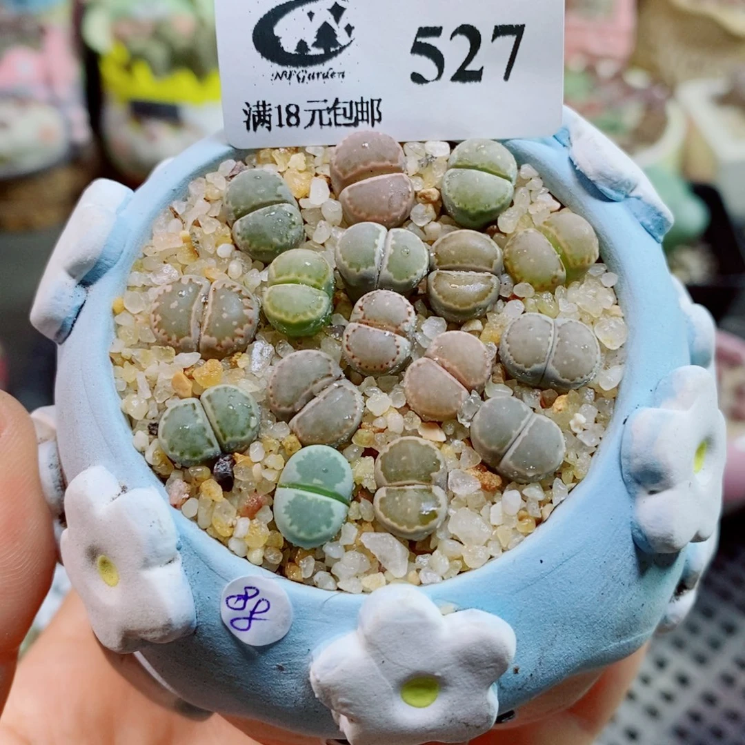 生石花花花花花花花527