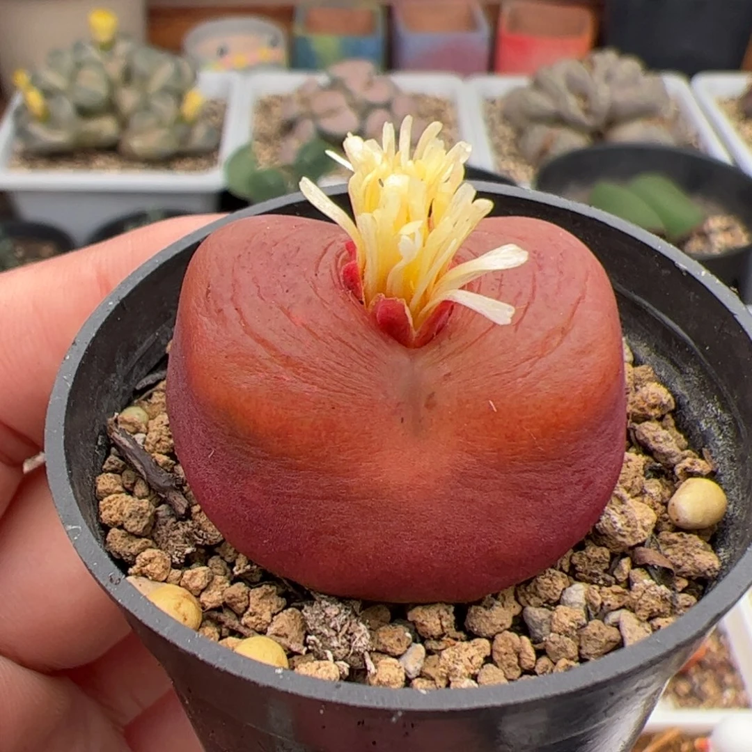 02号水蜜桃 多肉植物