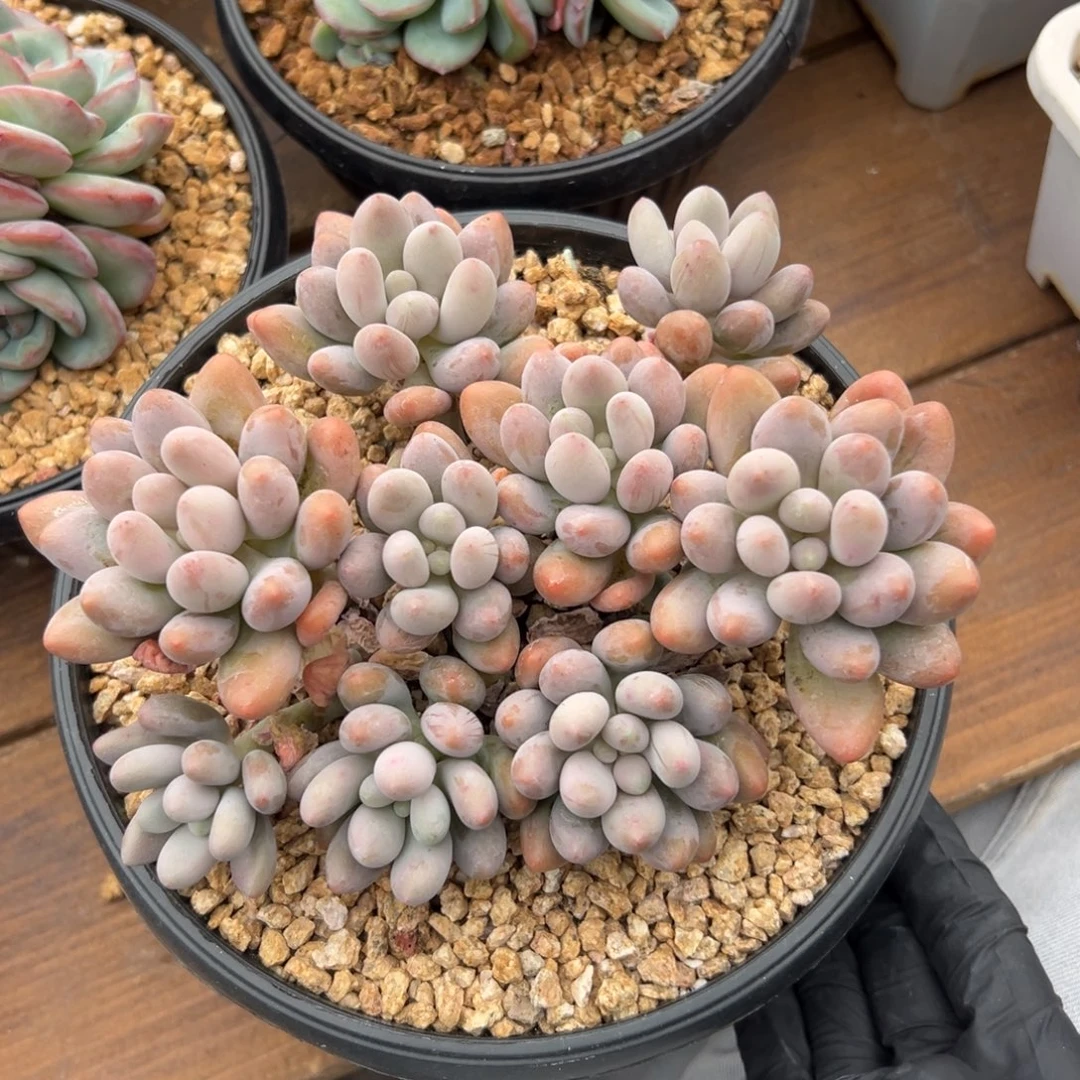 粉恋1111111111111111