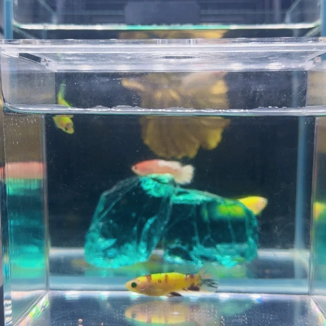 斗鱼活体观赏鱼好养耐活