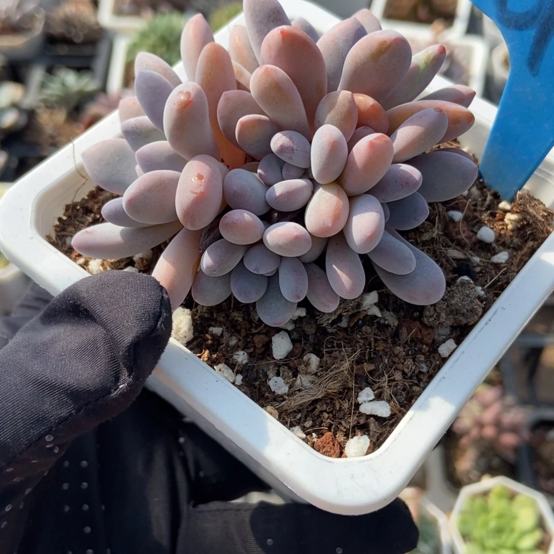 6143粉兔多肉植物多肉