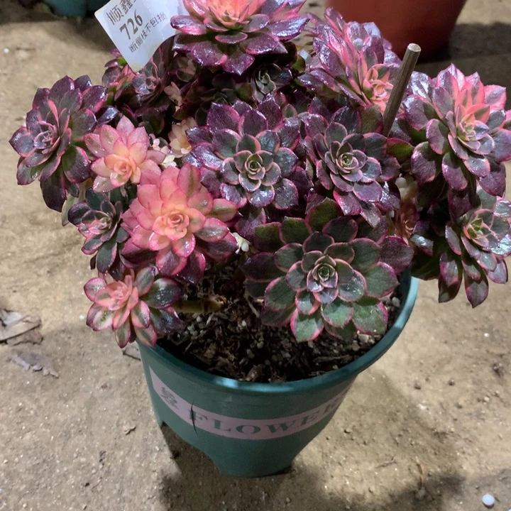 726黑膜锦多肉植物特价