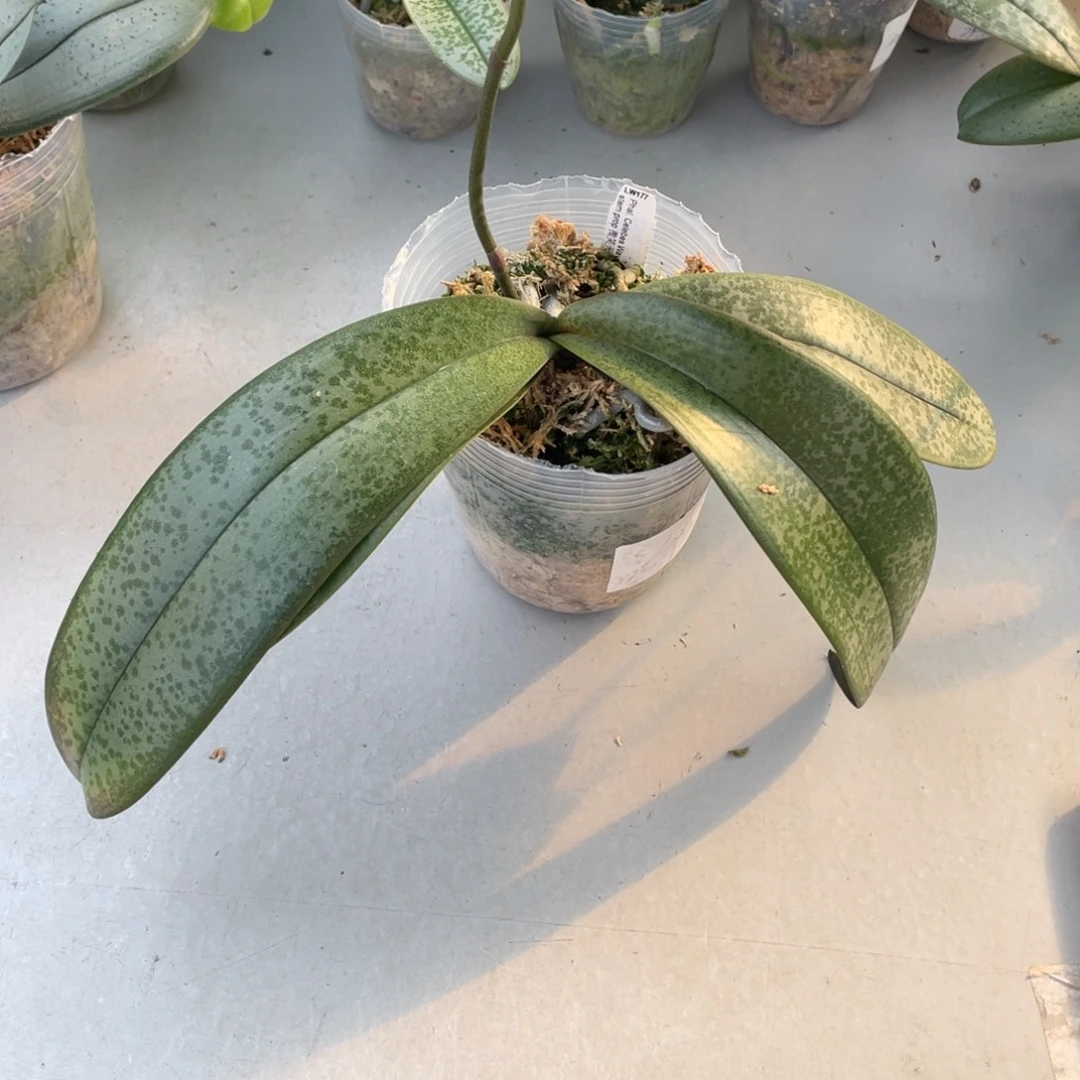 当前无花栽培后可以开花3.5 抽梗微笑天鹅